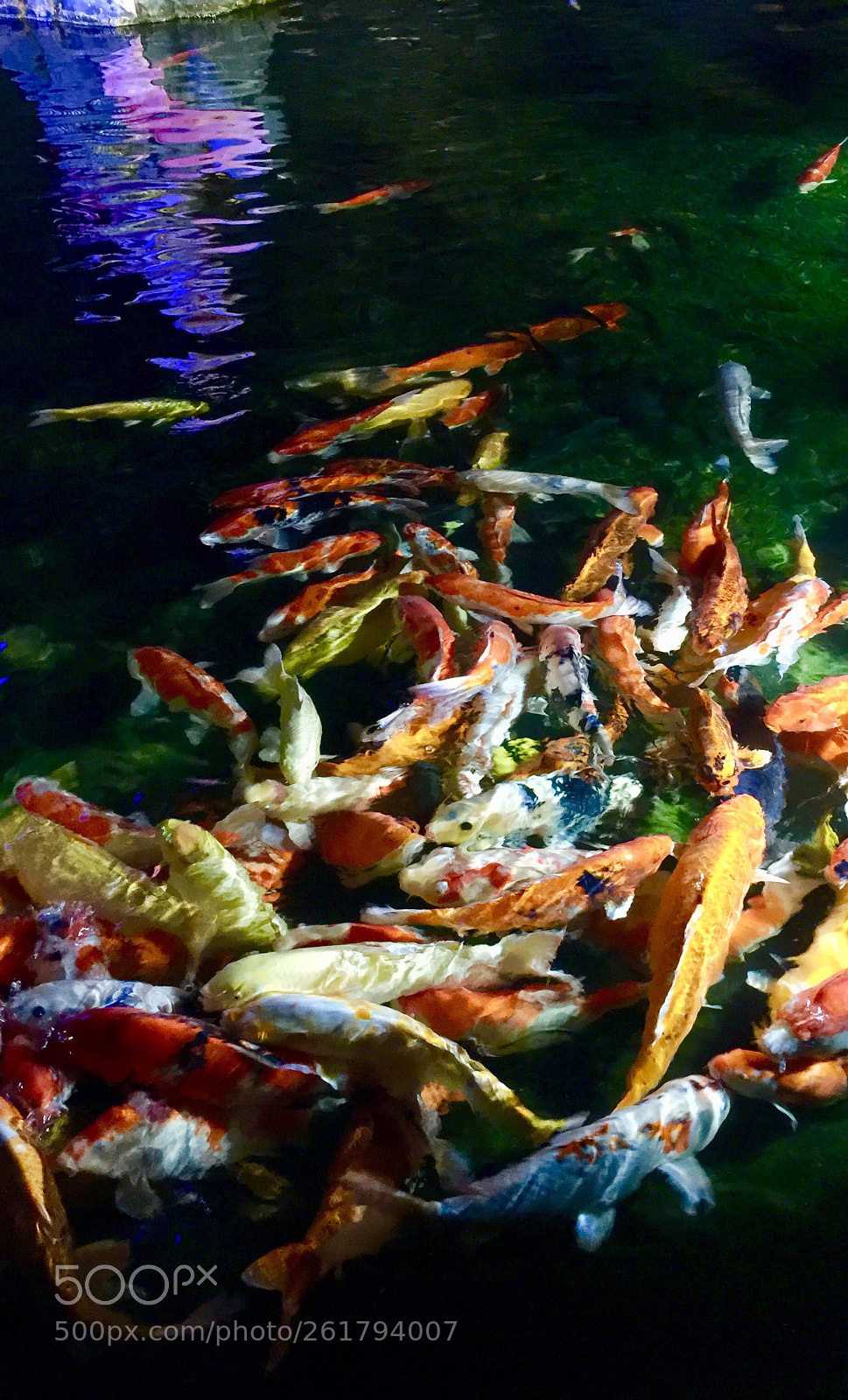 Apple iPhone 6 Plus sample photo. Golden carp photography
