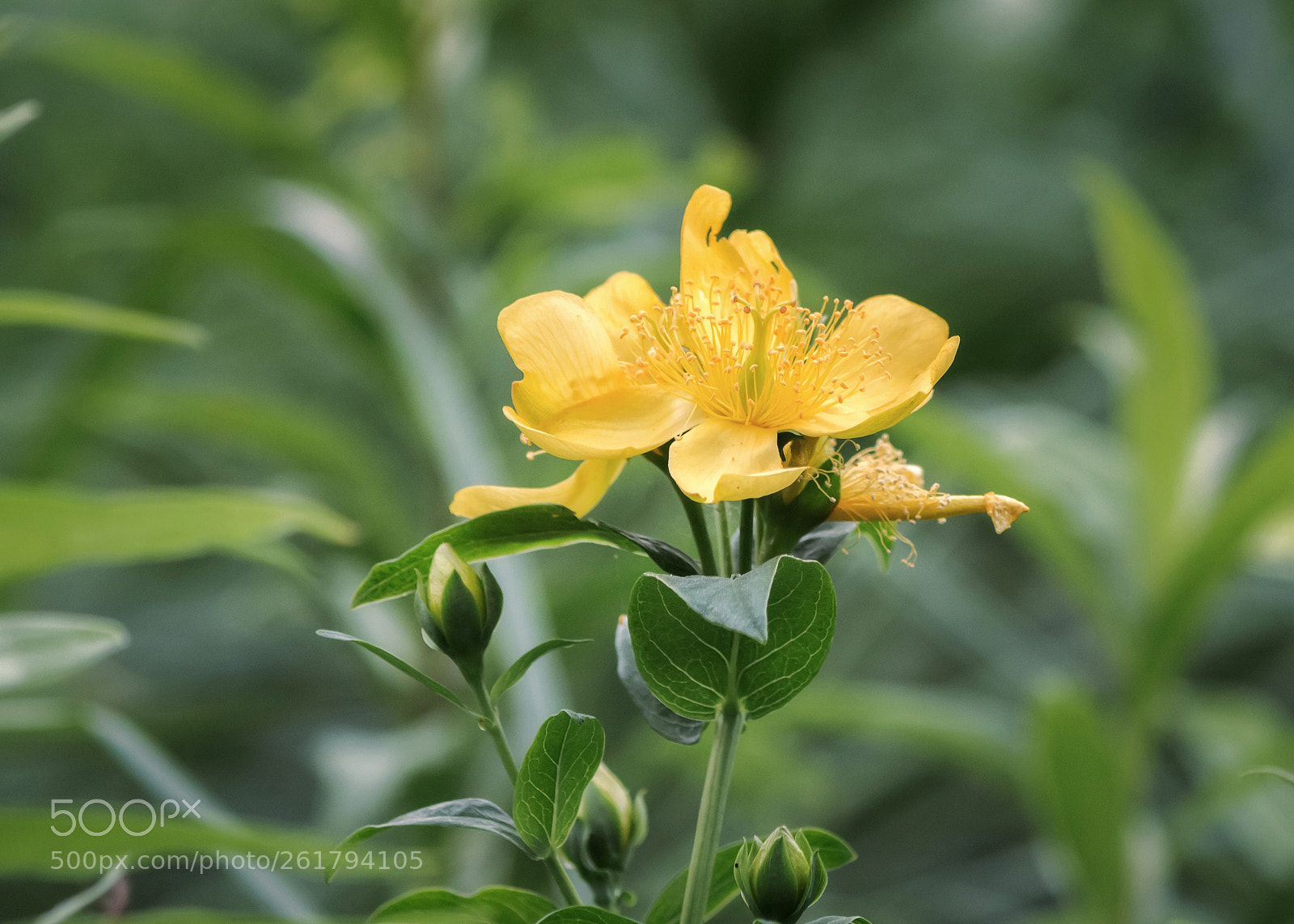 Canon EOS 100D (EOS Rebel SL1 / EOS Kiss X7) sample photo. No depression allowed! photography