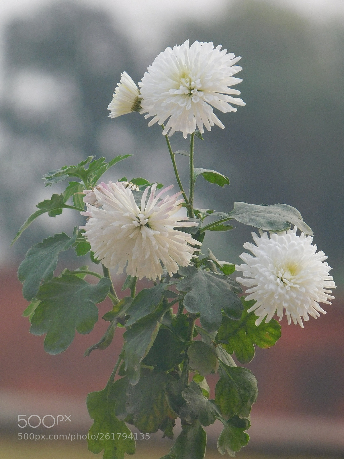 Nikon Coolpix B500 sample photo. Sweet blossoming life photography