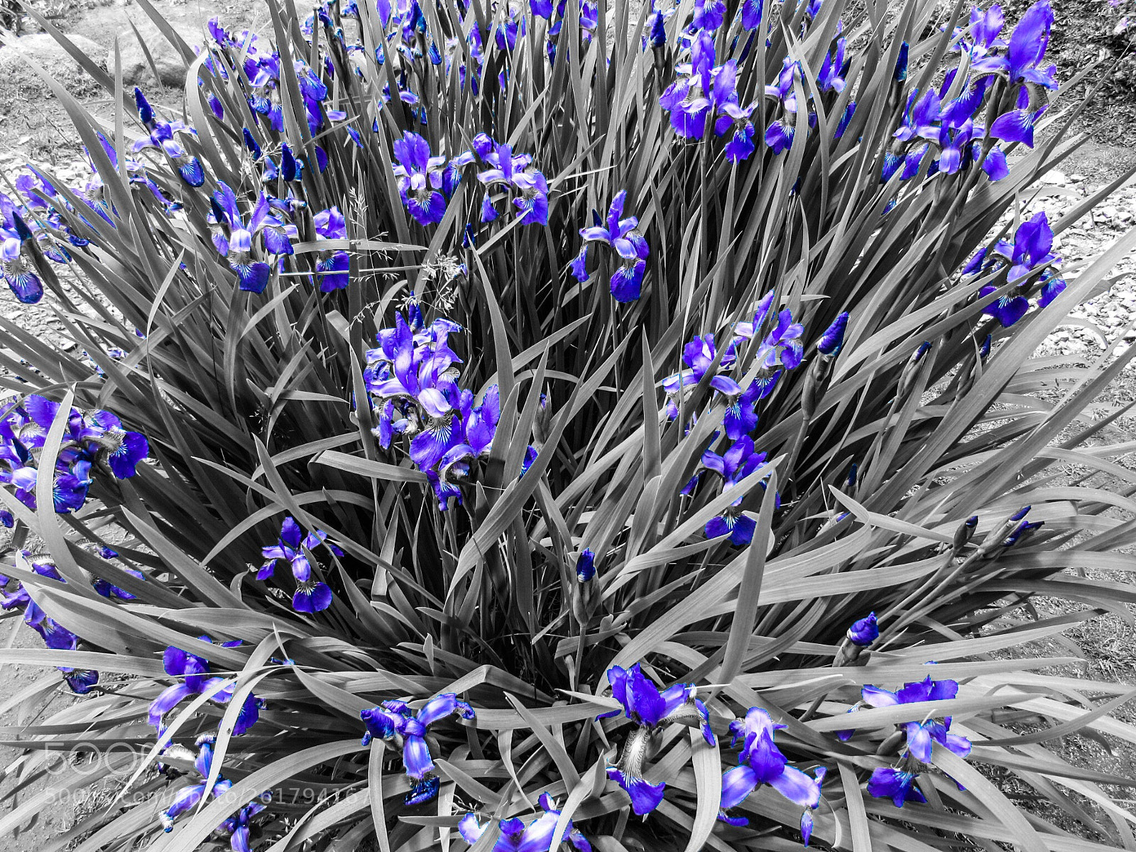 Canon PowerShot SX530 HS sample photo. Irises photography