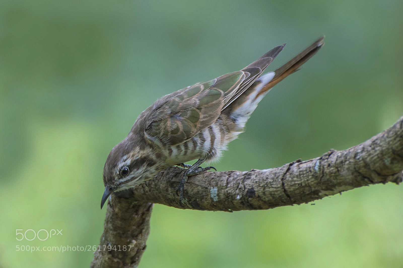 Nikon D500 sample photo. Horsfield s bronze-cuckoo nikon photography
