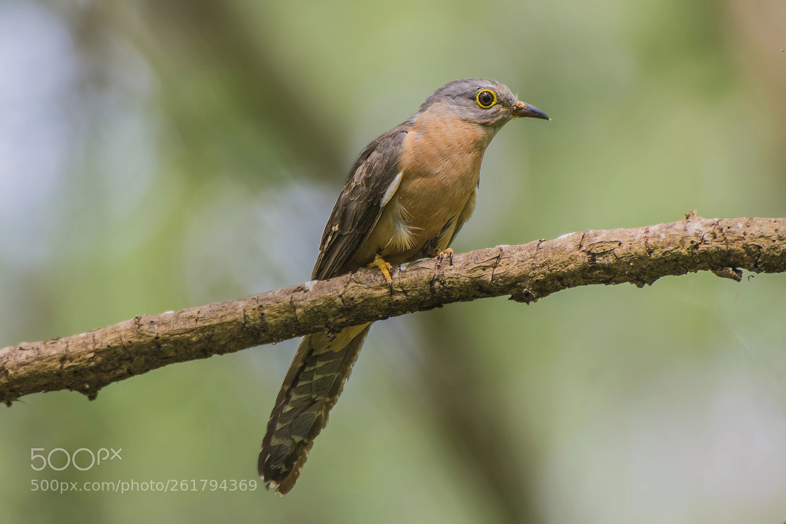 Nikon D500 sample photo. Rusty-breasted cuckoo nikon d500 photography