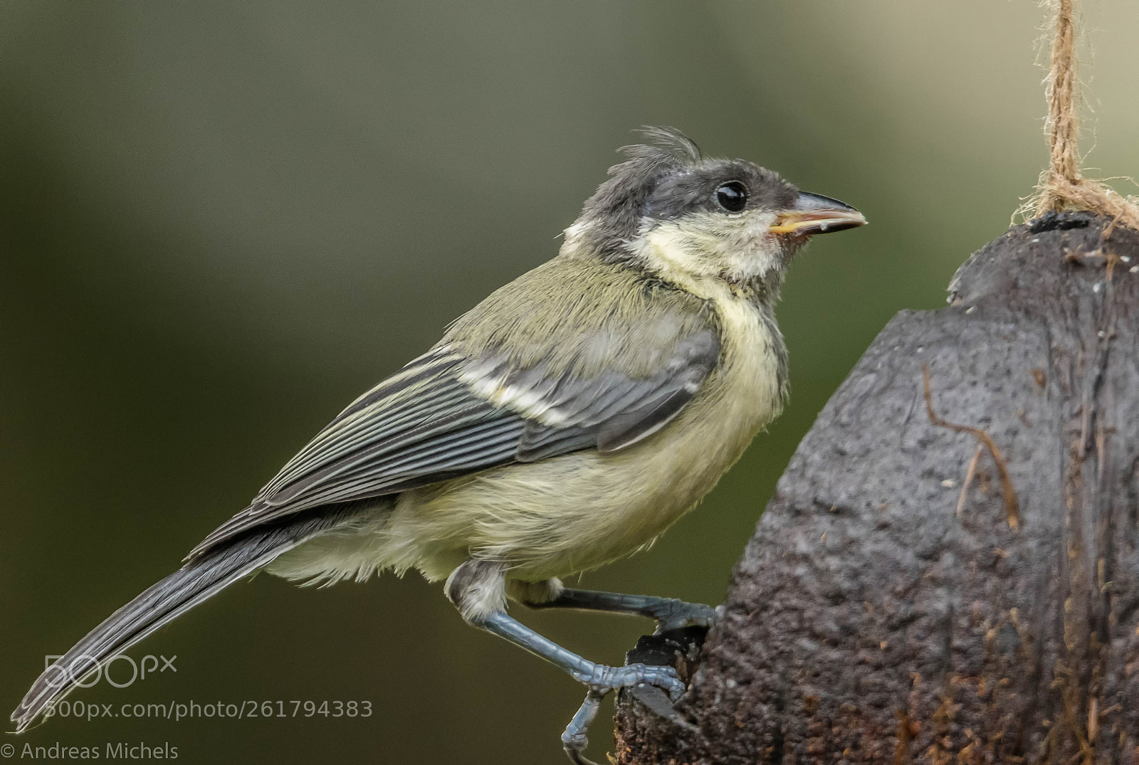 Nikon D500 sample photo. Tit photography