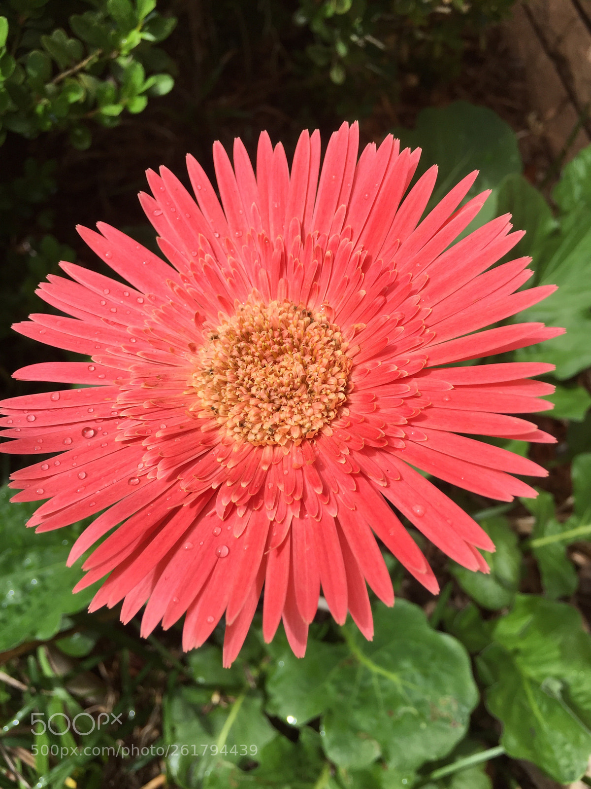 Apple iPhone 6 sample photo. Untitled photography