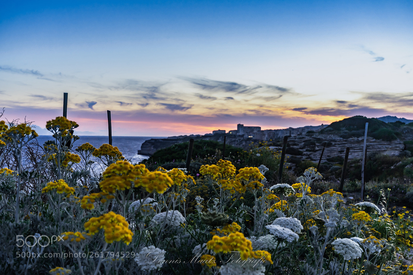 Sony a7 II sample photo. Flowers of corse photography