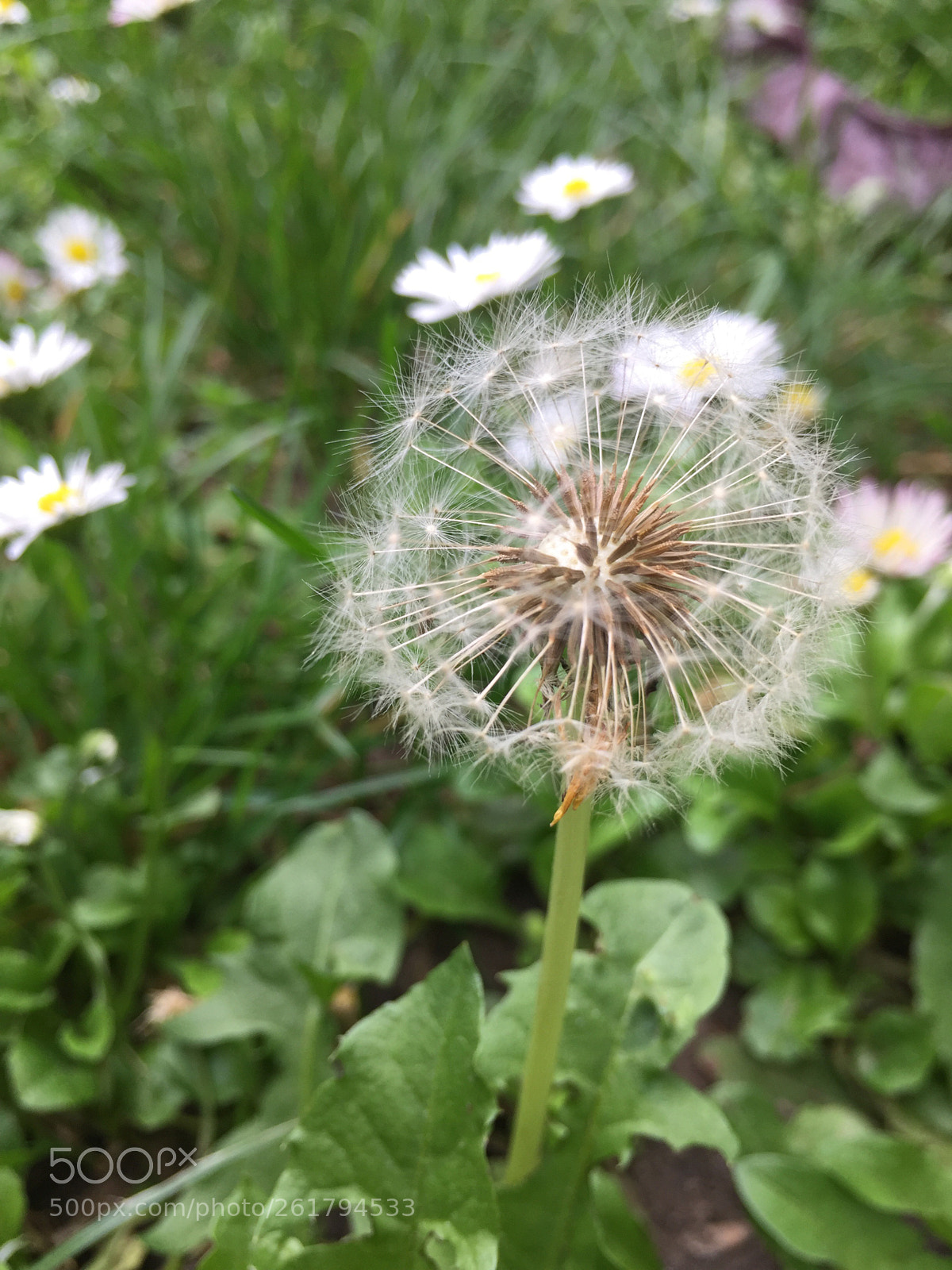 Apple iPhone 6 sample photo. Untitled photography