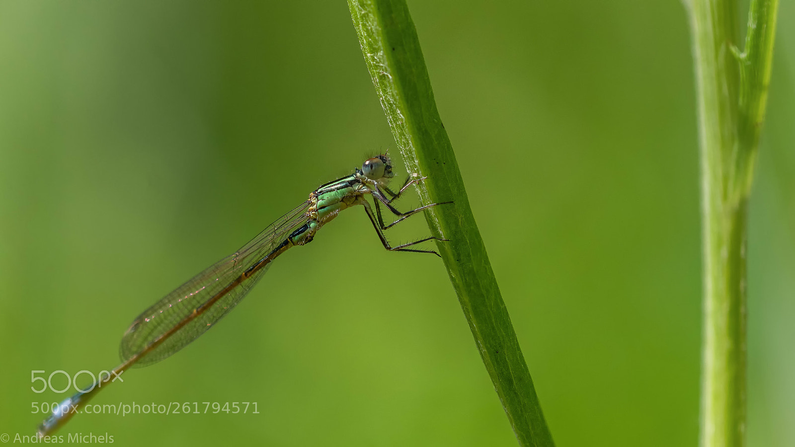 Nikon D850 sample photo. Dragonfly photography