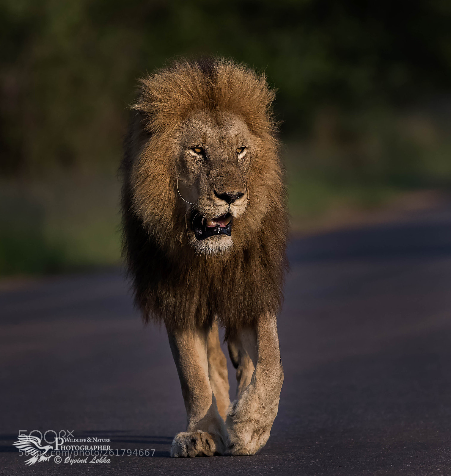 Canon EOS-1D X Mark II sample photo. The king in kruger photography