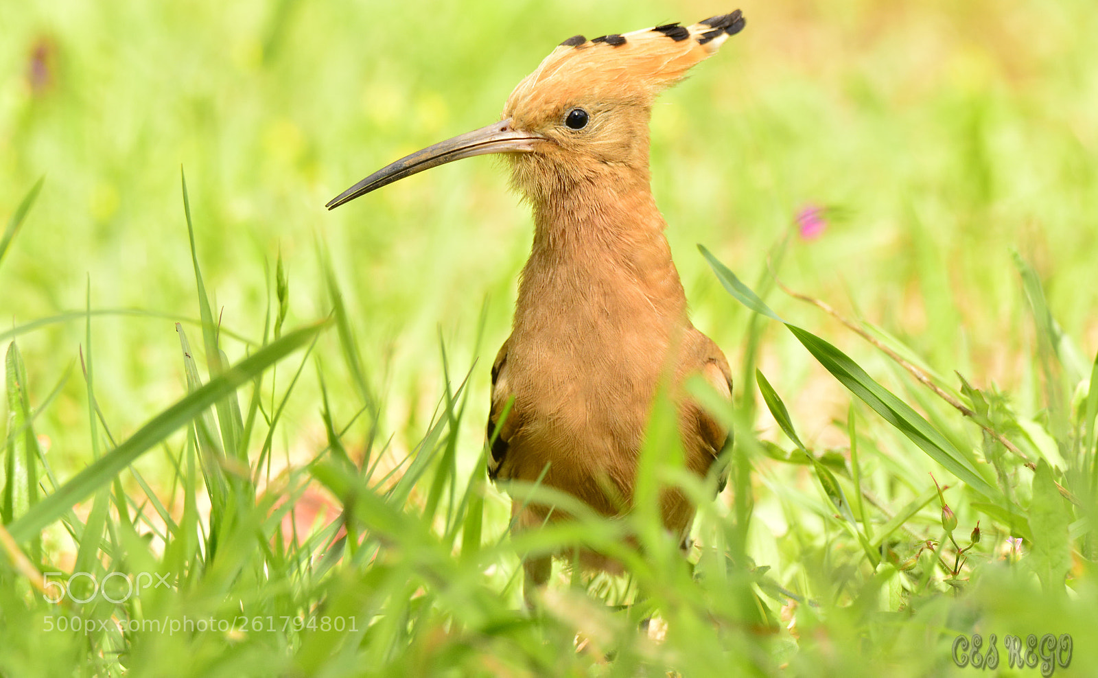 Nikon D7100 sample photo. Bubela photography