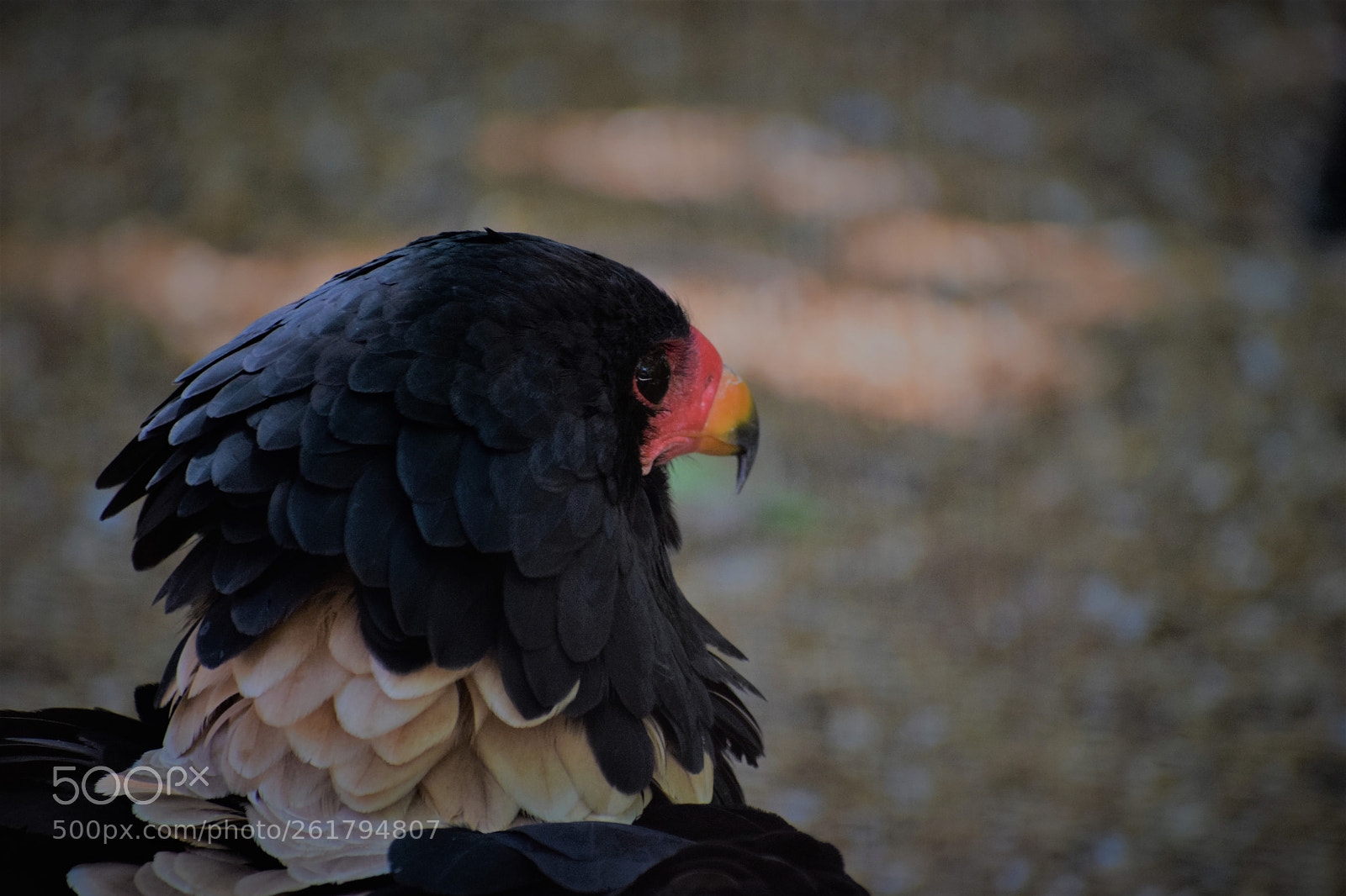 Nikon D3300 sample photo. Ruffle photography