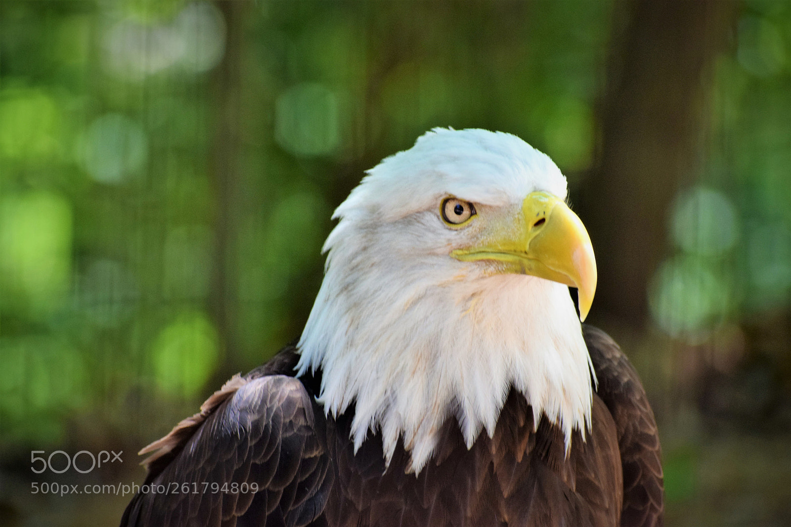 Nikon D3300 sample photo. Elegant eagle photography