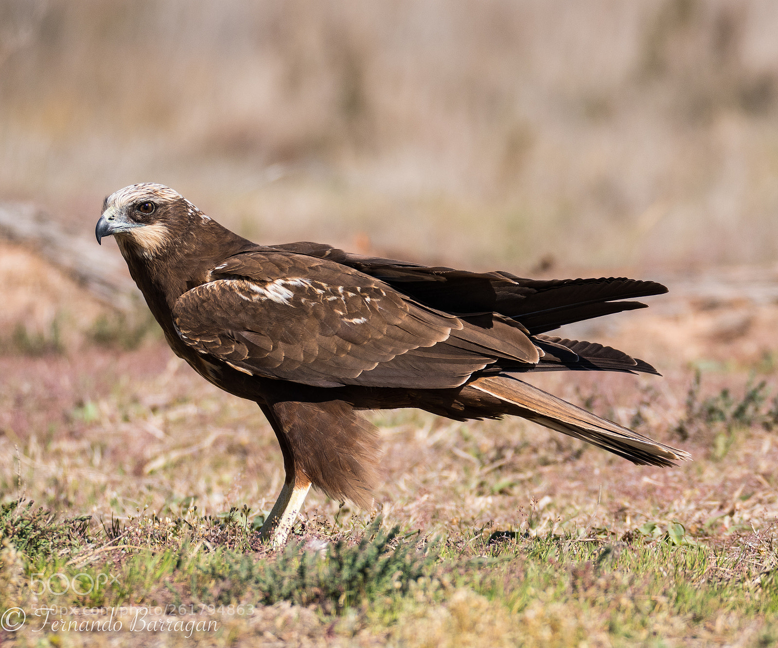 Nikon D500 sample photo. águila lagunera en tierra photography