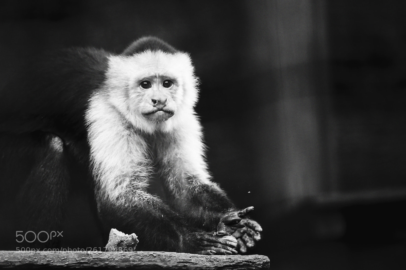 Canon EOS 6D sample photo. Monkey regard photography