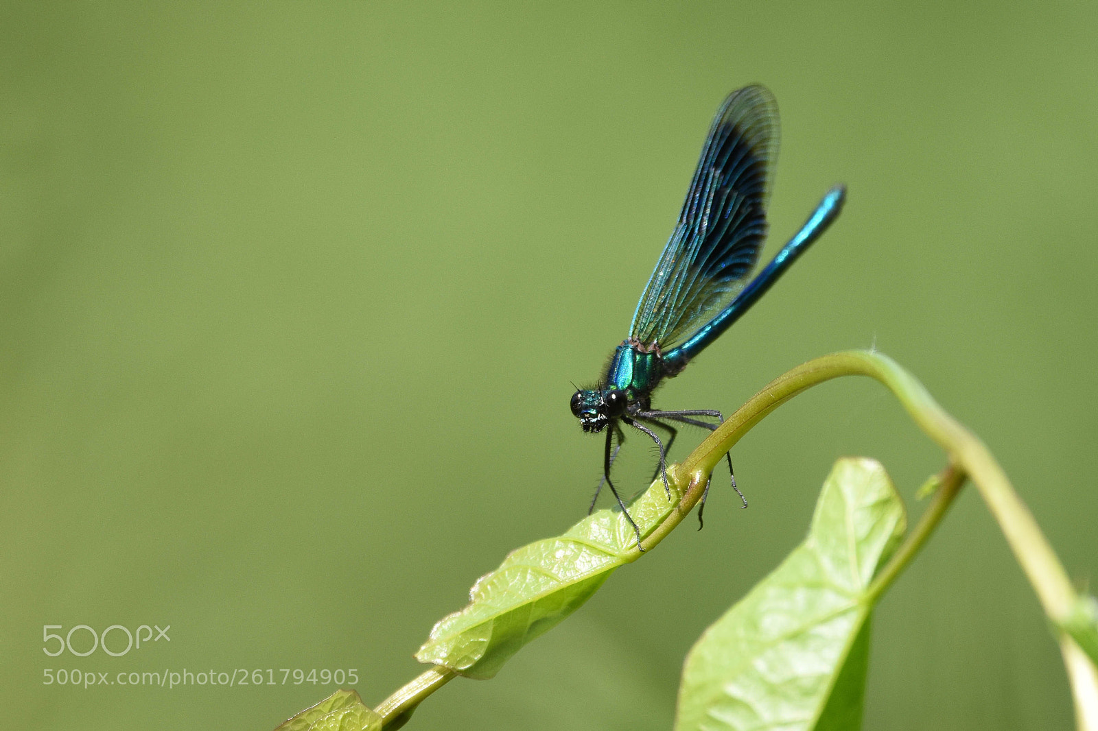 Nikon D7200 sample photo. Damsel fly photography