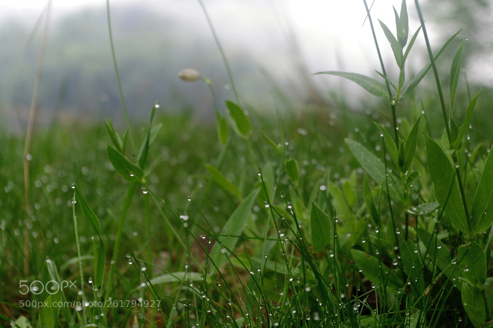 Pentax K-x sample photo. Morning carpet photography