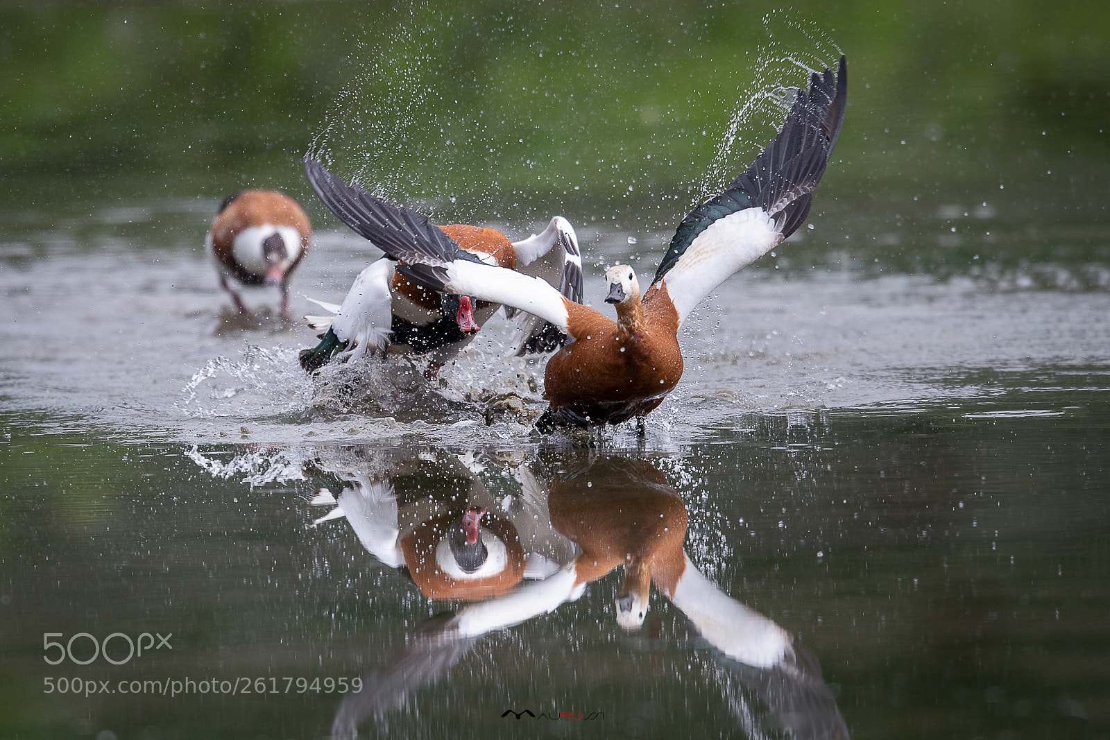Nikon D5 sample photo. Fight on the water. photography