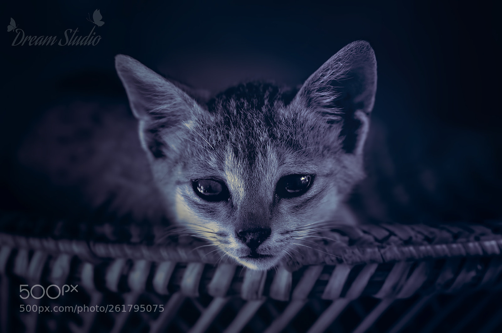 Nikon D750 sample photo. Portrait of a cat photography