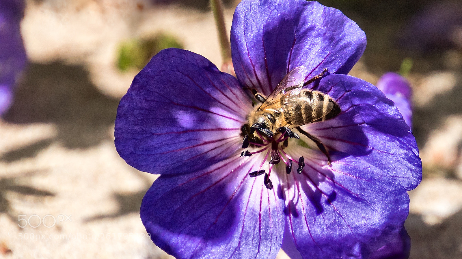 Sony ILCA-77M2 sample photo. Bee photography