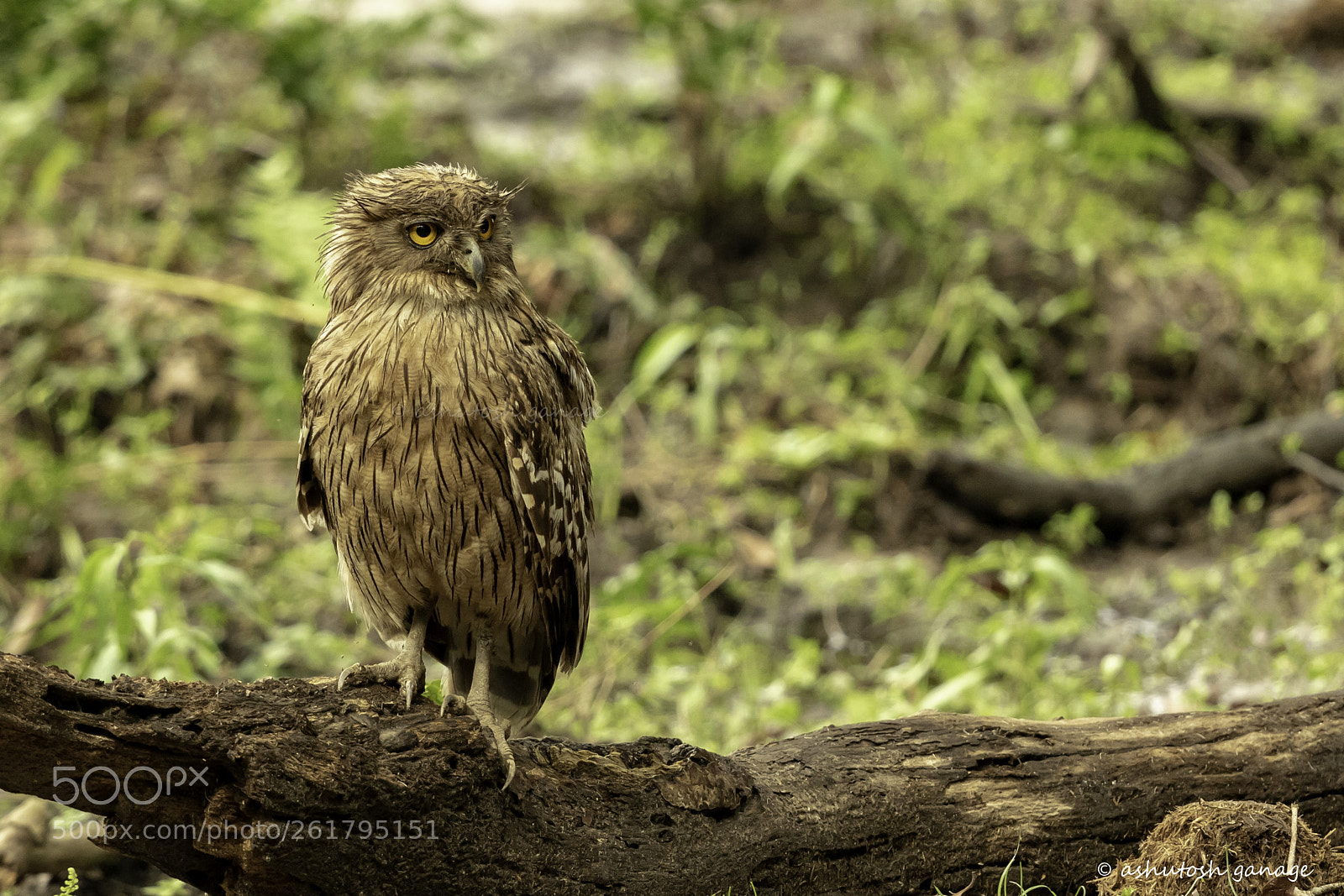 Canon EOS 7D Mark II sample photo. Brown fish owl photography