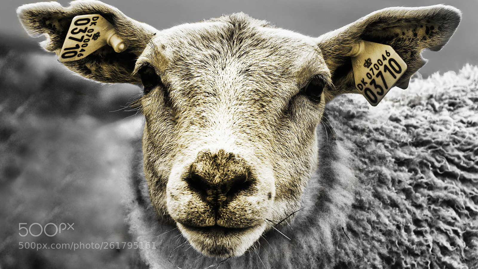 Sony ILCA-77M2 sample photo. Sheep photography