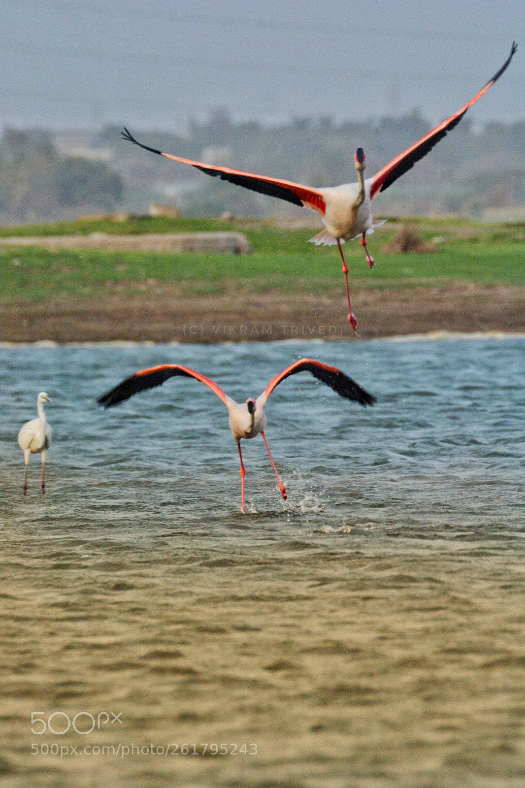 Nikon D7100 sample photo. Flemingo photography