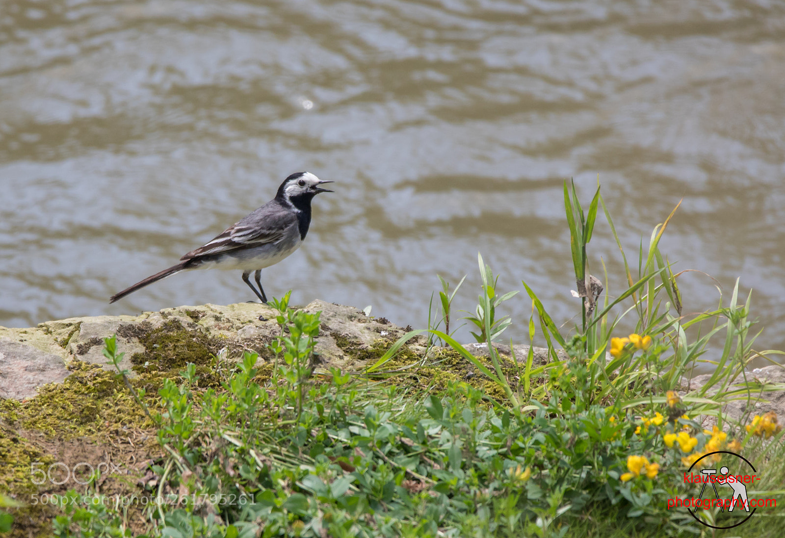 Canon EOS 5D Mark IV sample photo. Bachstelze white wagtail motacilla photography
