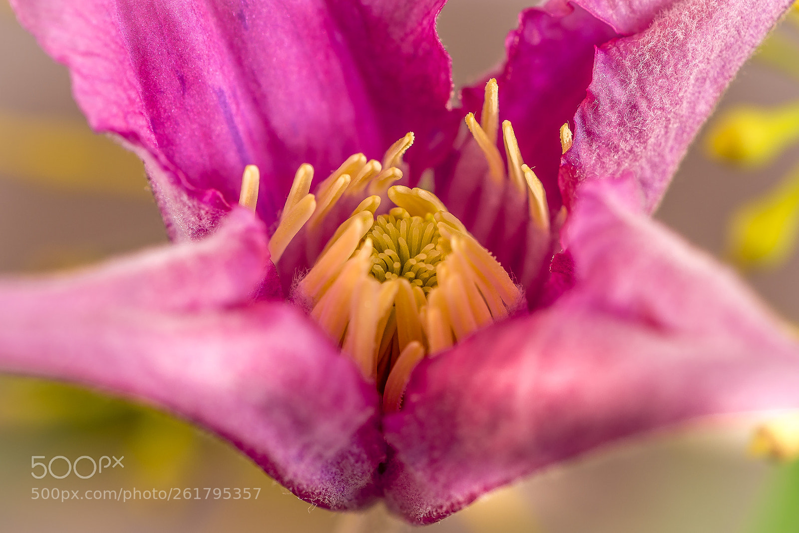 Nikon D7200 sample photo. Clematus photography
