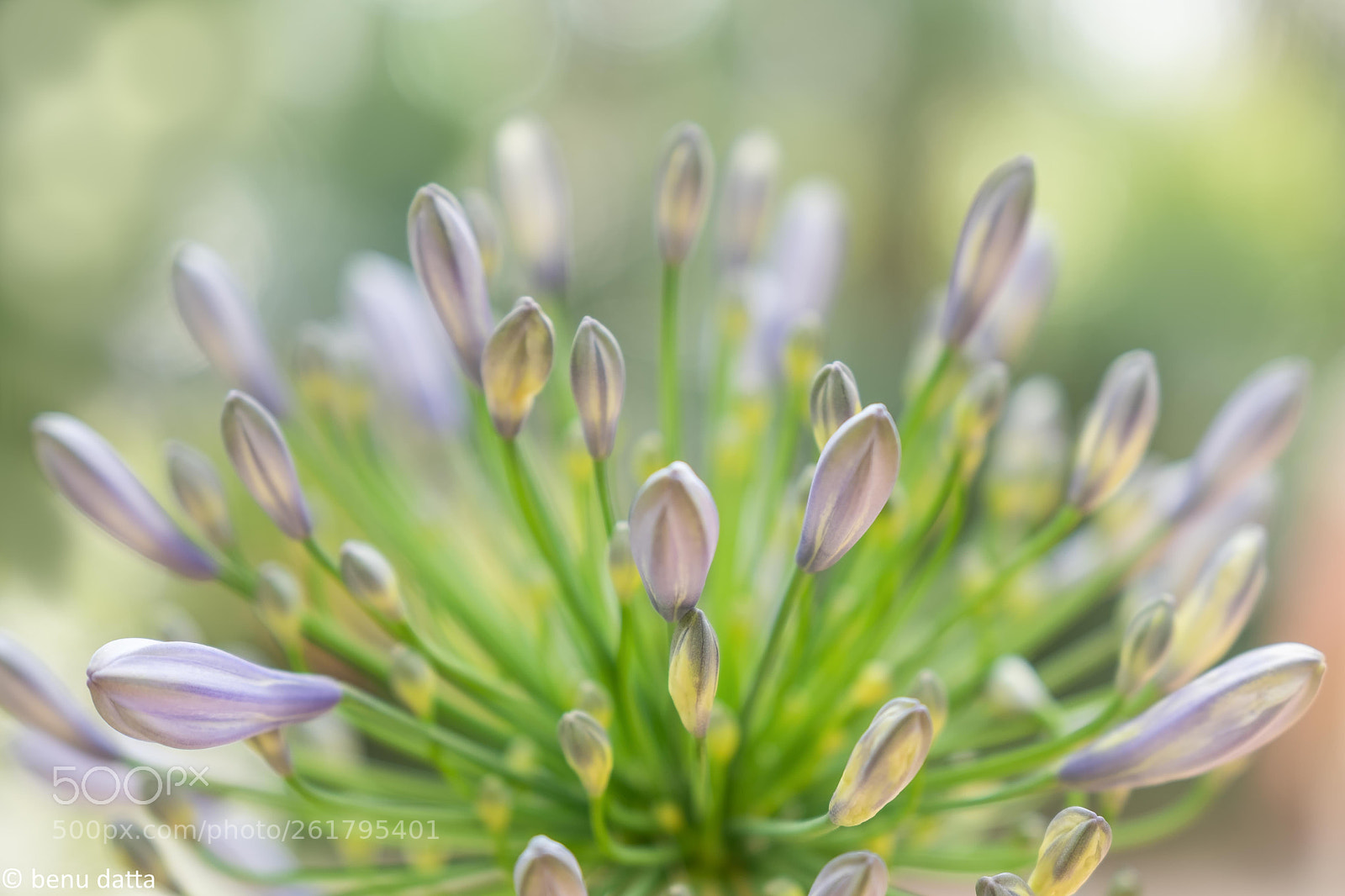 Fujifilm X-H1 sample photo. Allium millenium buds in photography