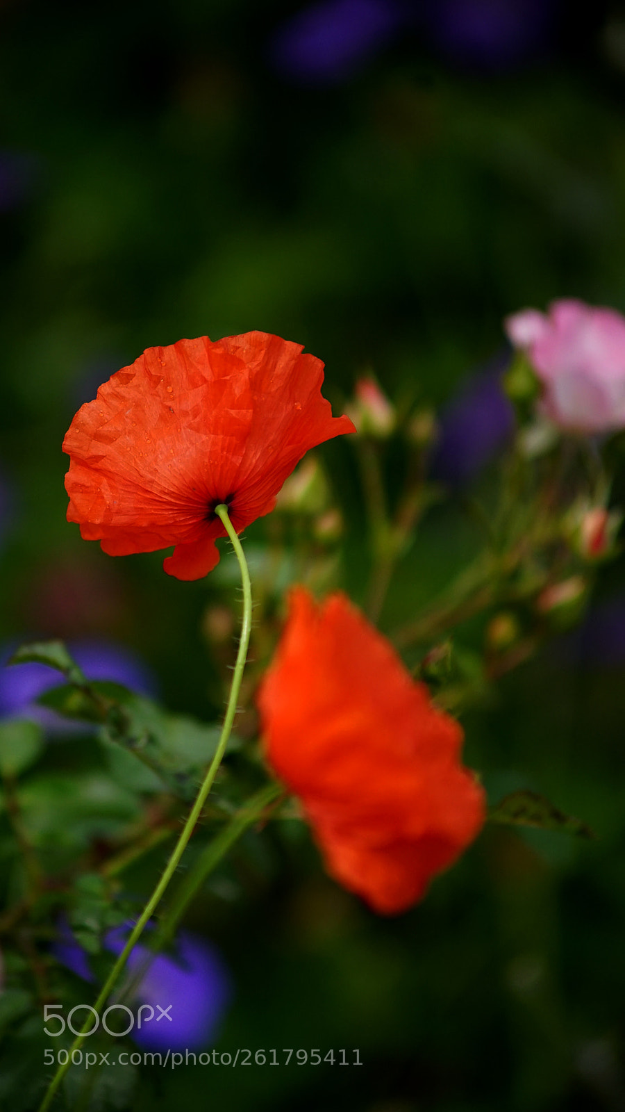Sony a7 II sample photo. Papavers photography