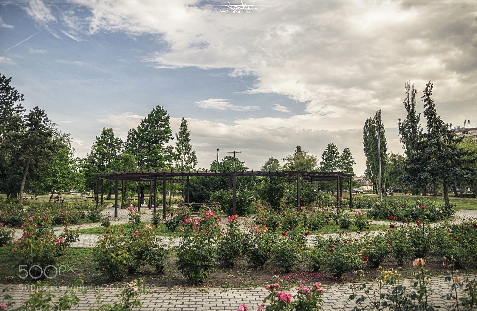 Nikon D5300 sample photo. Rose park photography
