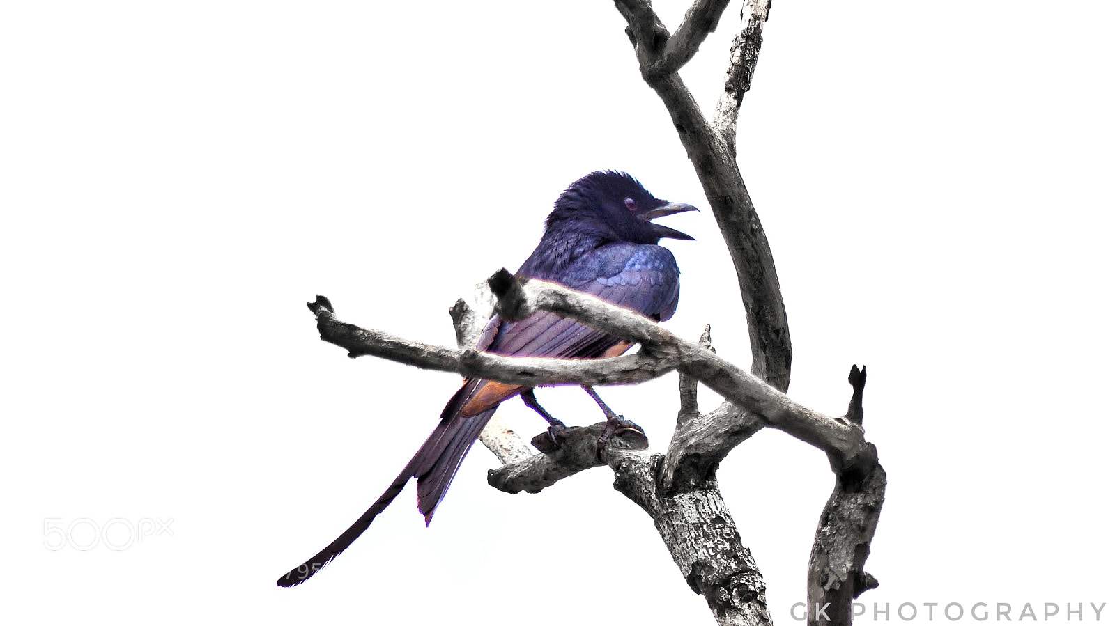 Panasonic Lumix DMC-FZ200 sample photo. Violet bird. photography