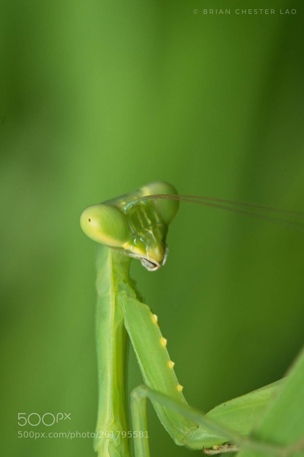 Fujifilm X-T1 sample photo. Shy praying mantis photography