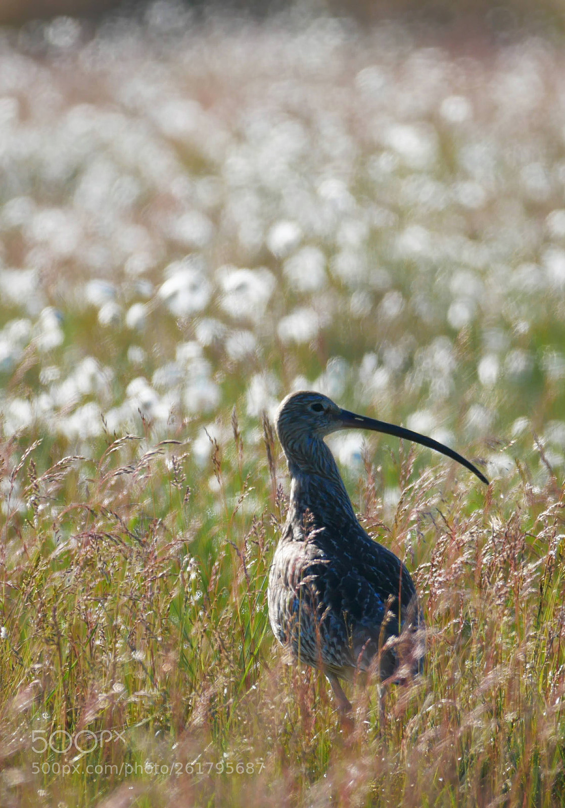 Panasonic Lumix DMC-G85 (Lumix DMC-G80) sample photo. Cottongrass curlew photography