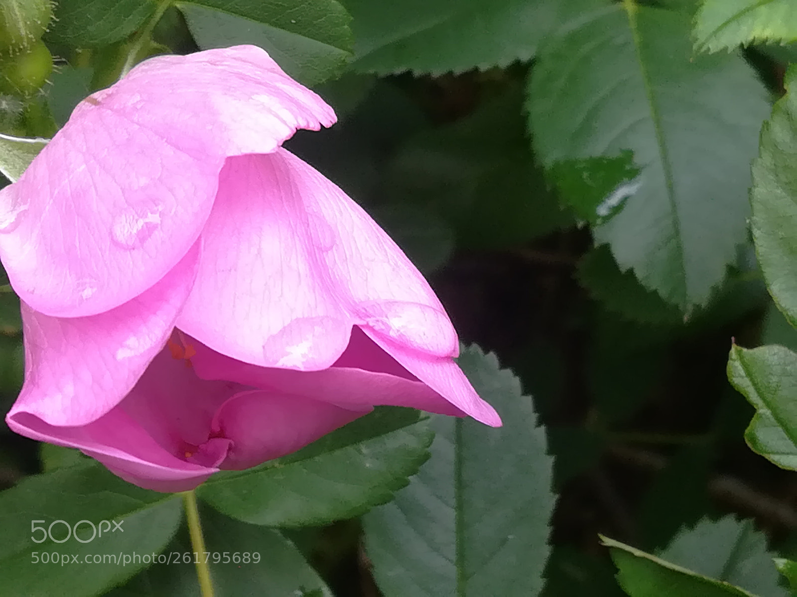 HUAWEI P10 lite sample photo. Pink rosechip after rain photography