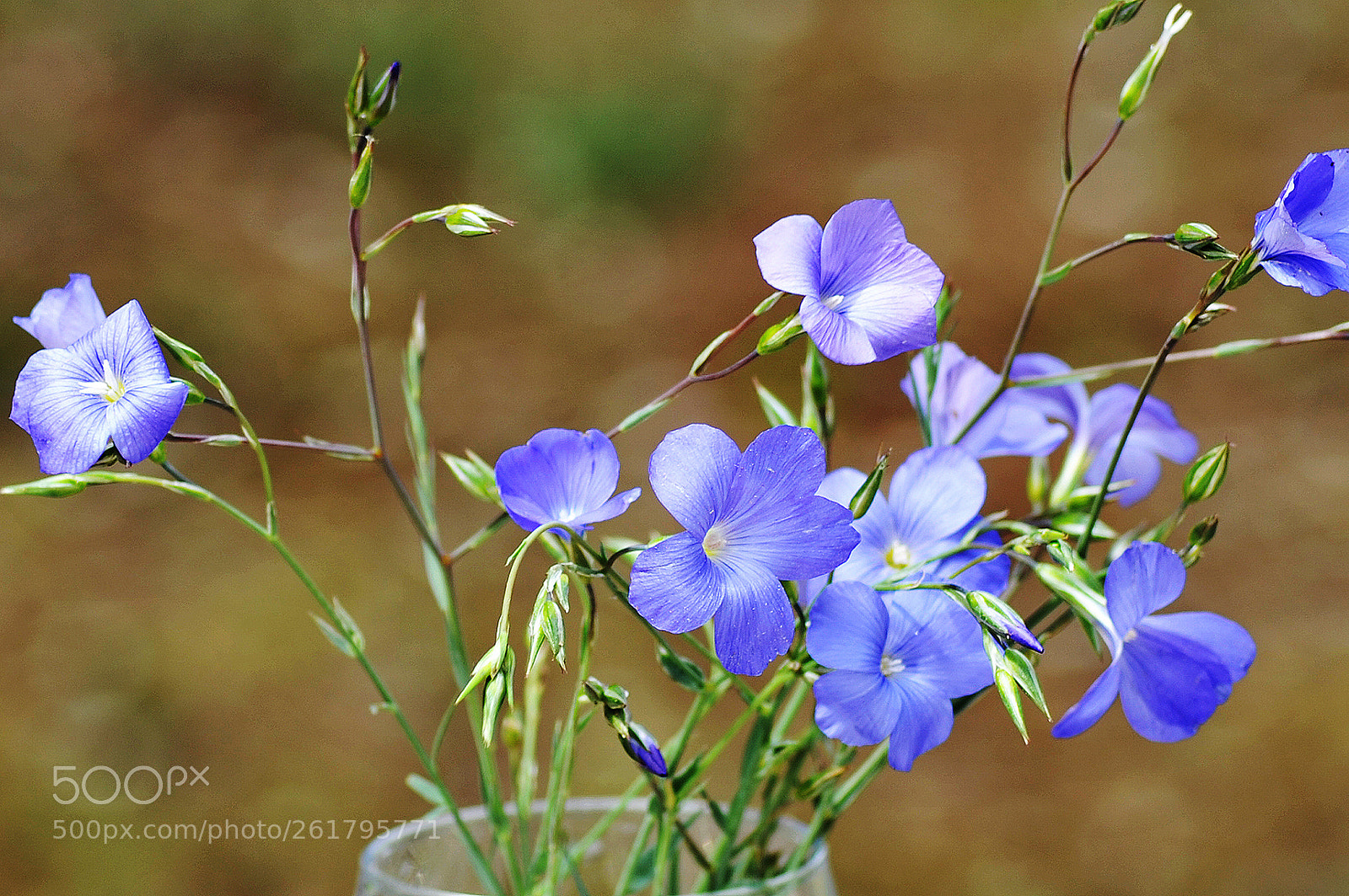Nikon D700 sample photo. La flor del lino photography