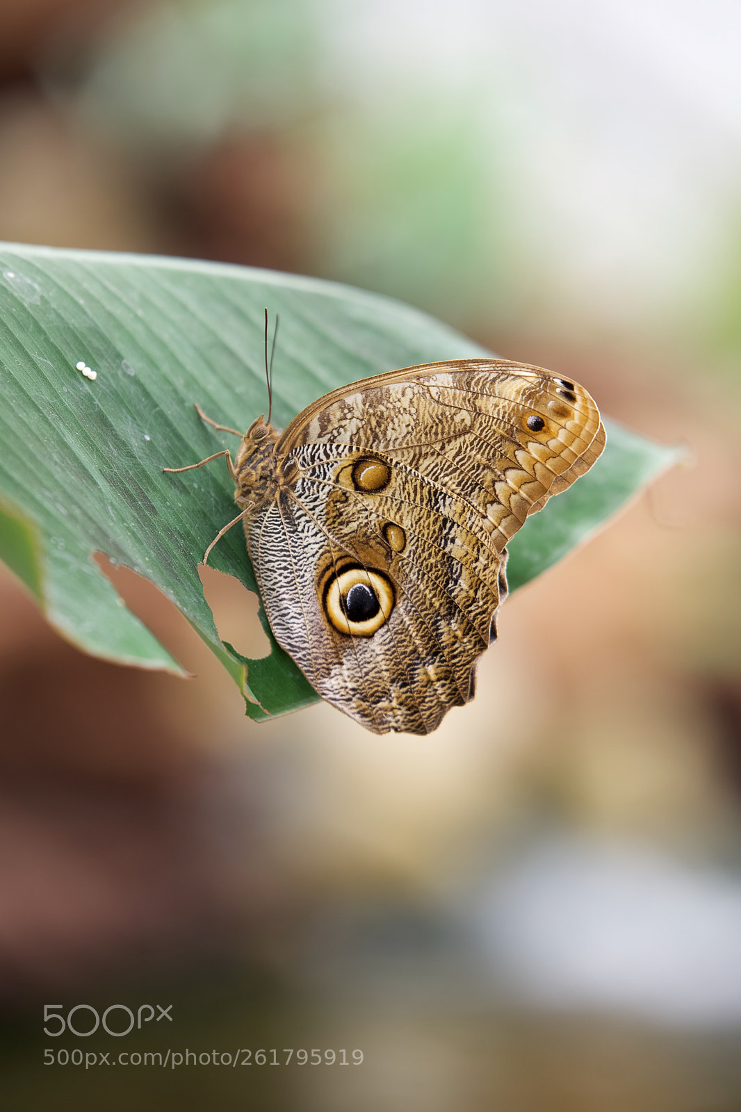 Nikon D750 sample photo. Butterfly photography