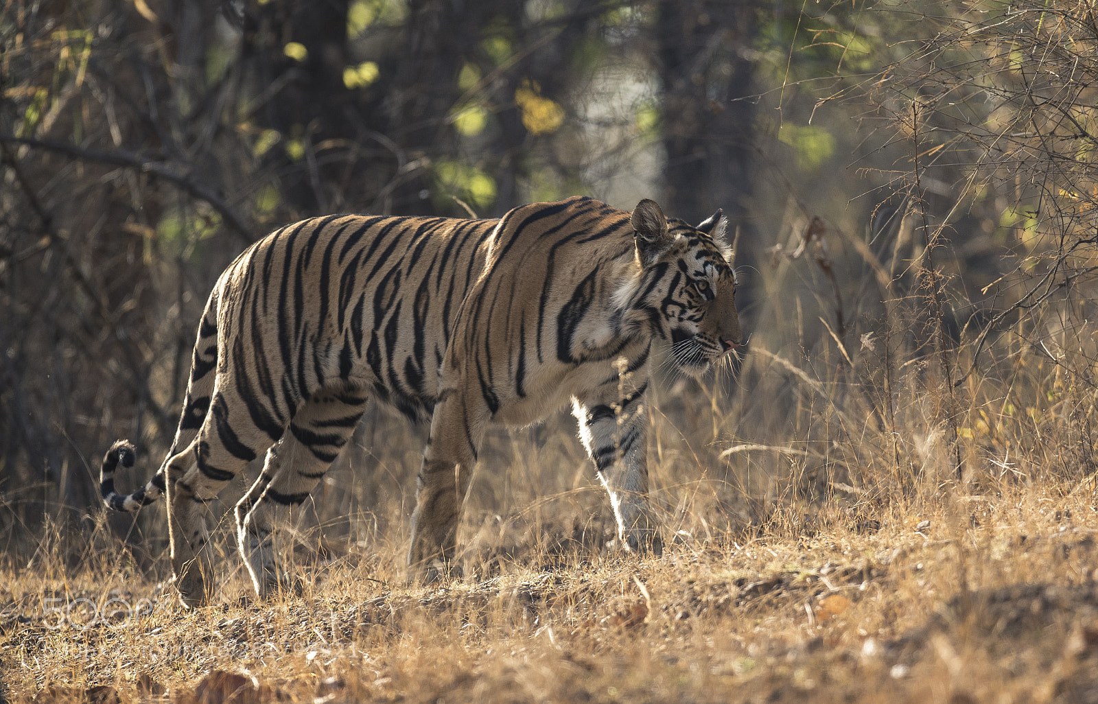 Nikon D500 sample photo. Tigress of bandhavgarh photography