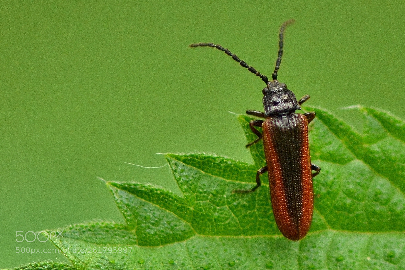 Nikon AF-S Micro-Nikkor 105mm F2.8G IF-ED VR sample photo. ...? photography