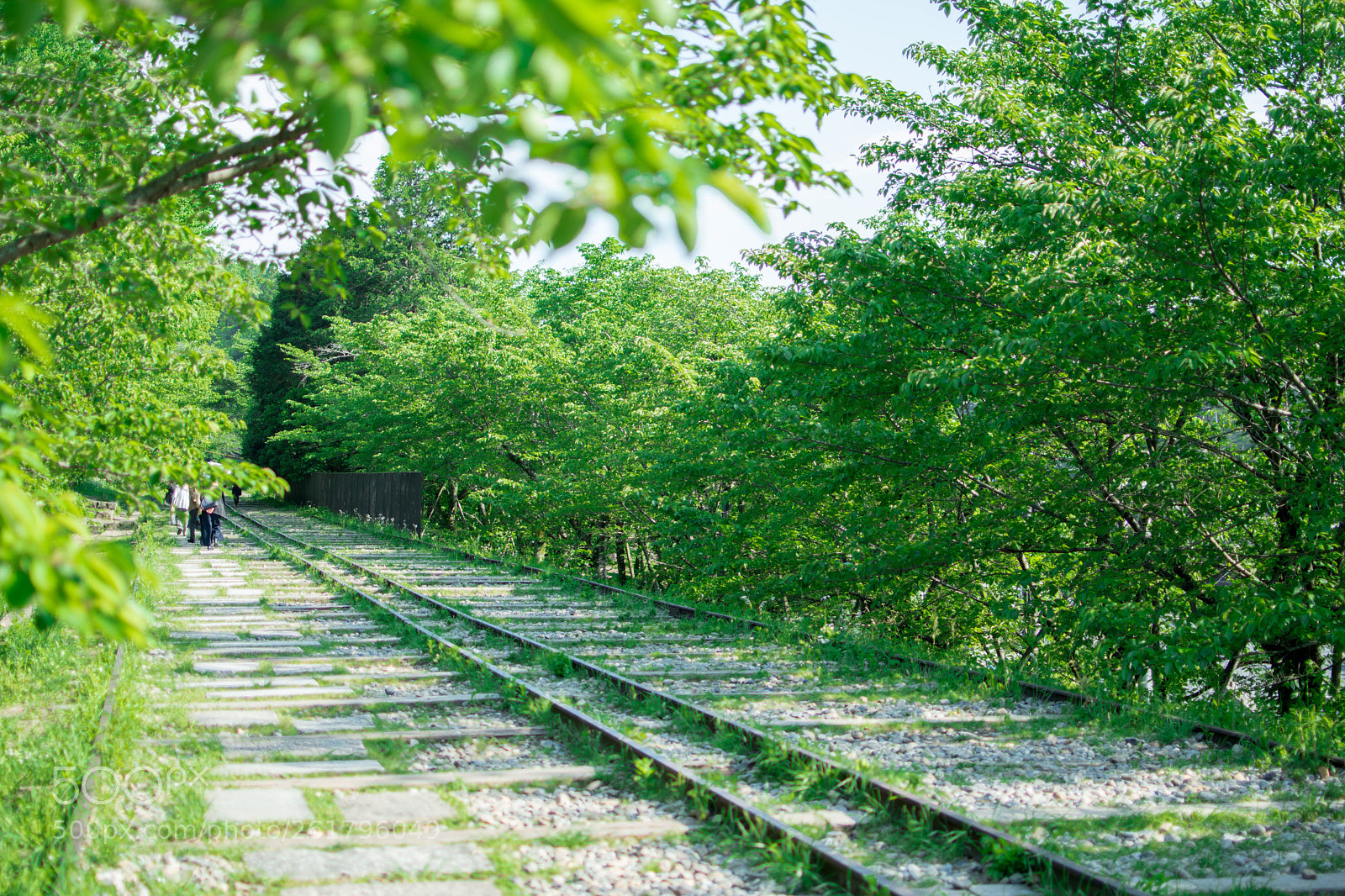 Nikon D5500 sample photo. Green road photography