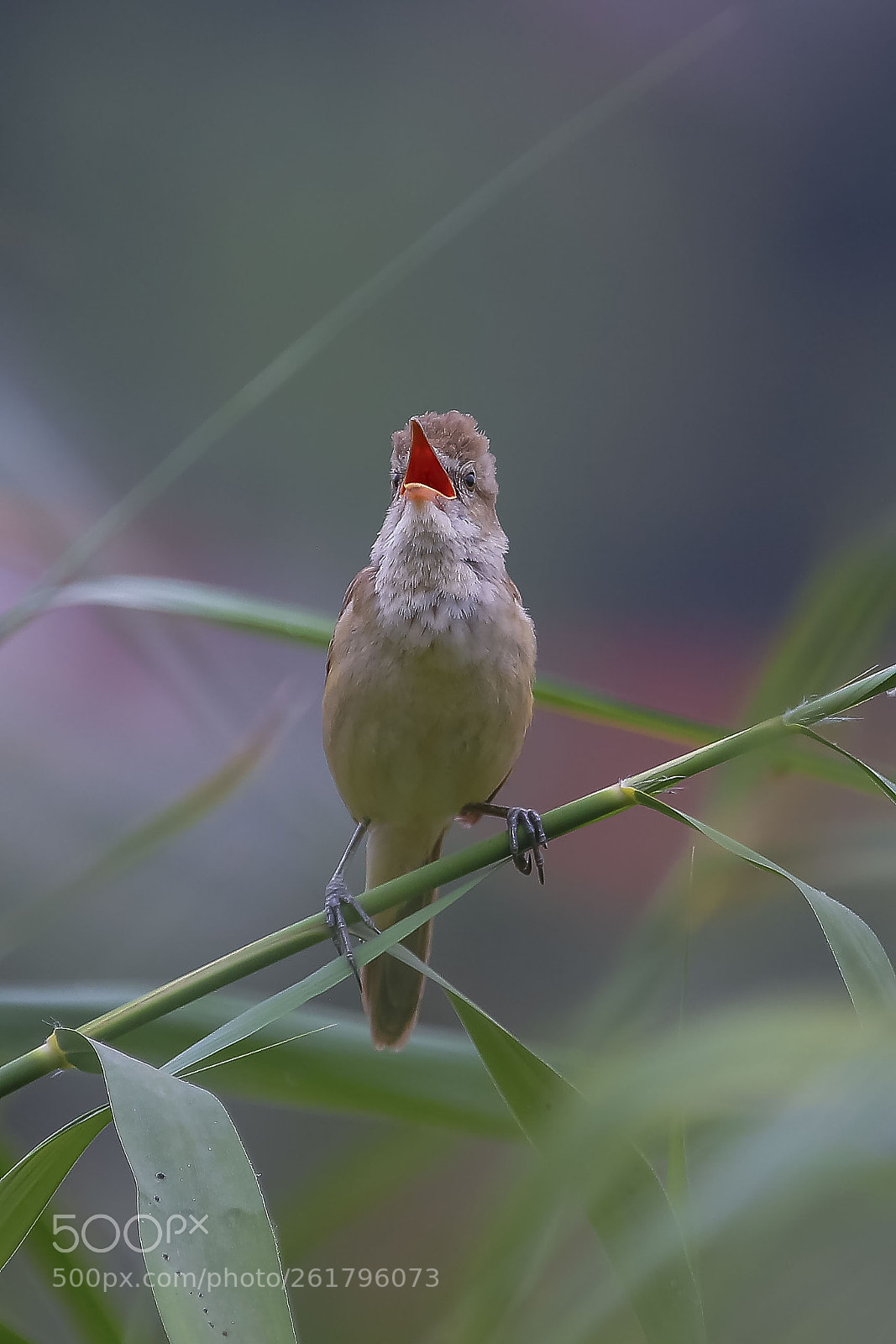 Canon EOS 6D sample photo. 小红帽 photography