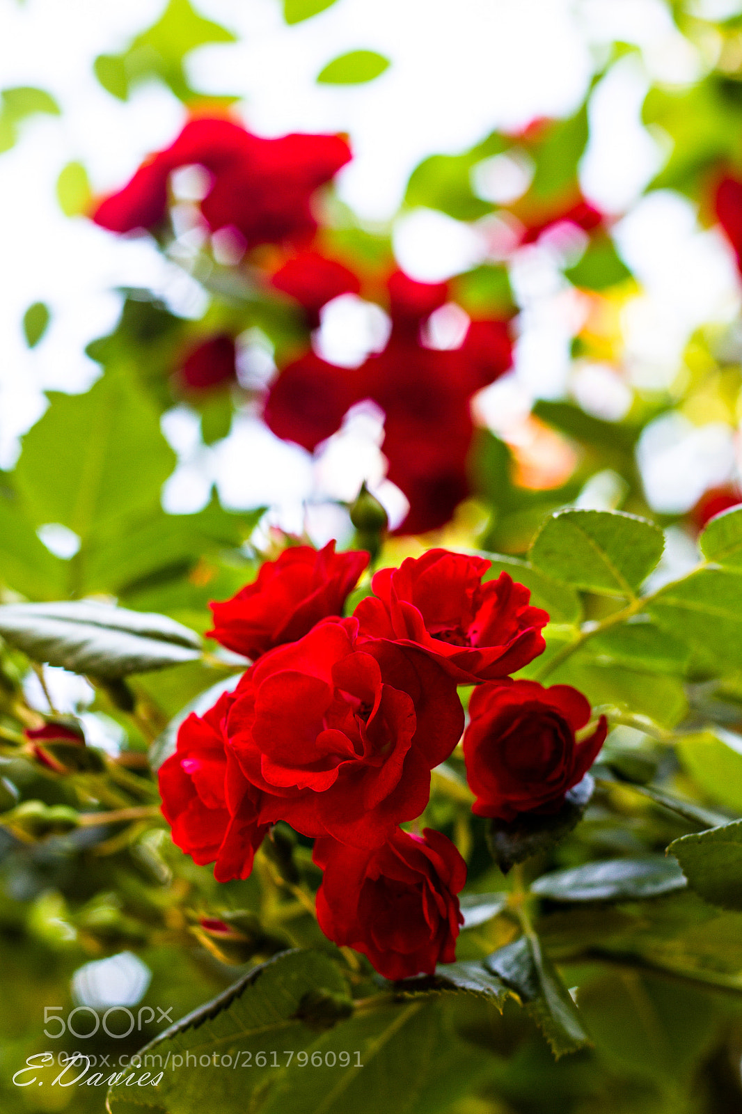 Canon EOS 7D sample photo. Flowers bokeh photography