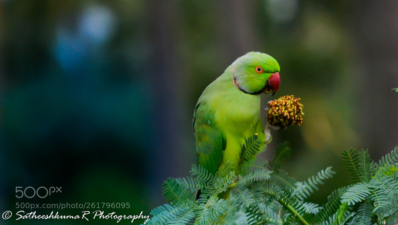 Nikon D3100 sample photo. Breakfast ! photography