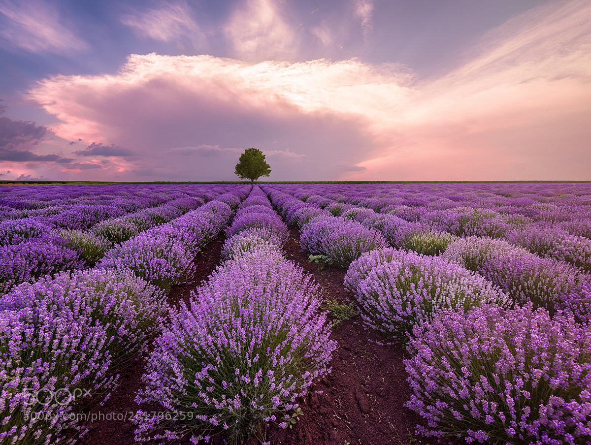 Nikon D750 sample photo. Lavender field photography