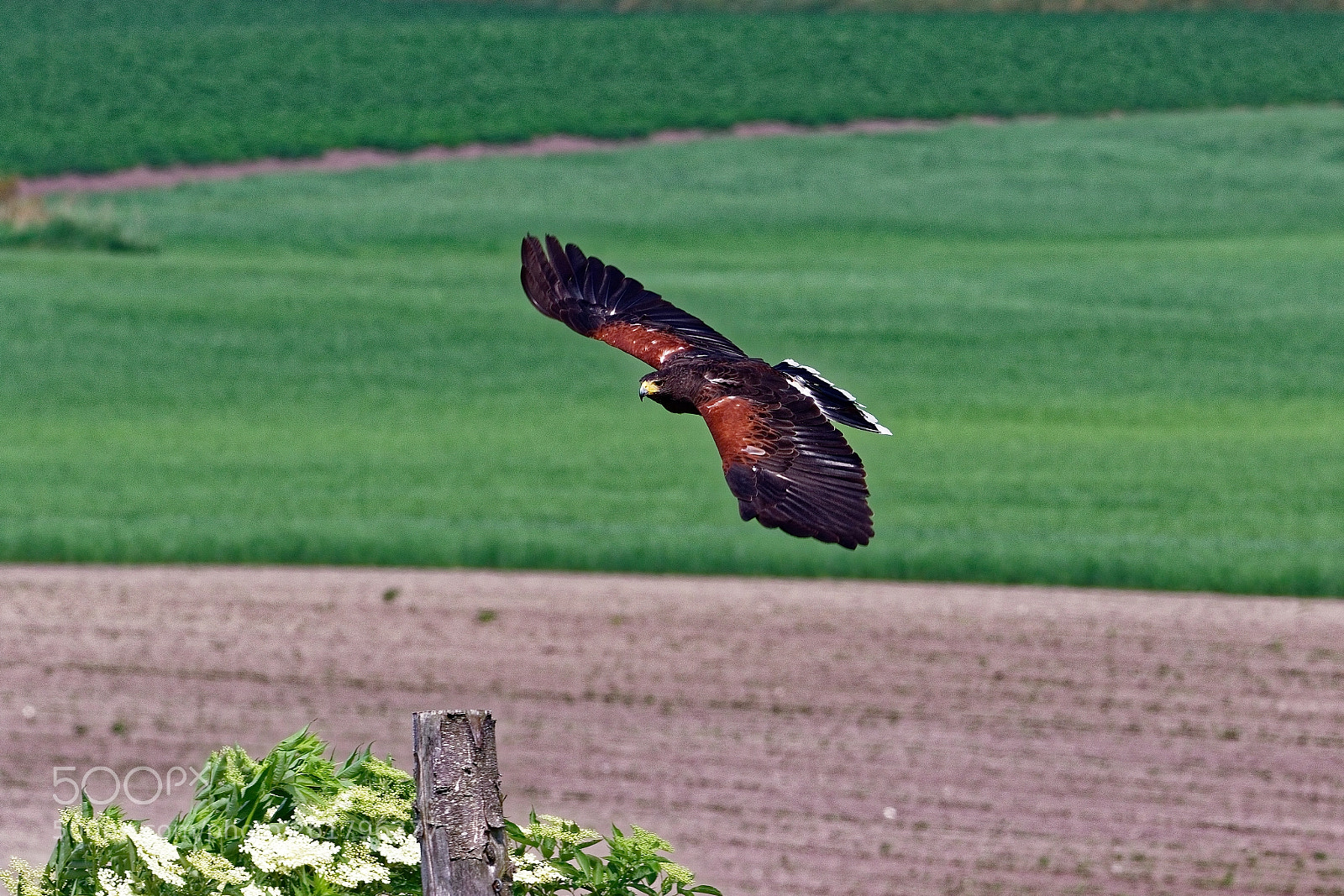 Canon EOS 7D Mark II sample photo. Cleared for landing photography