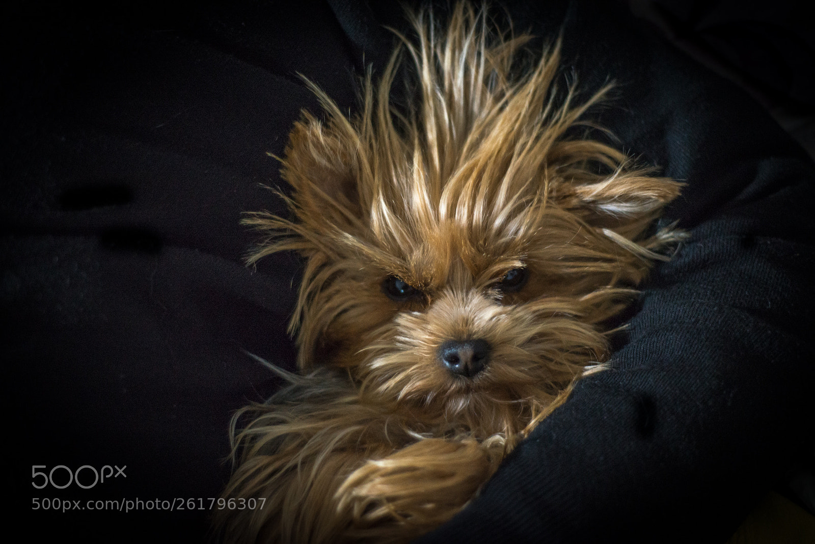 Nikon D610 sample photo. Pepa vegeta photography