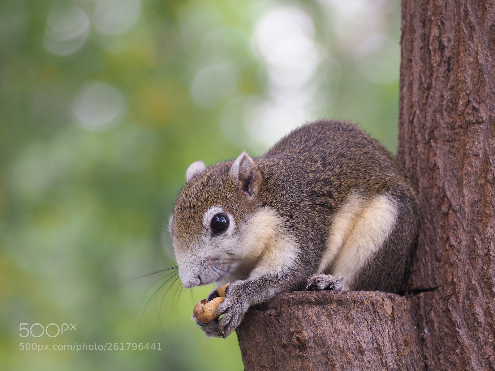 Olympus OM-D E-M10 II sample photo. The squirrel is eating photography