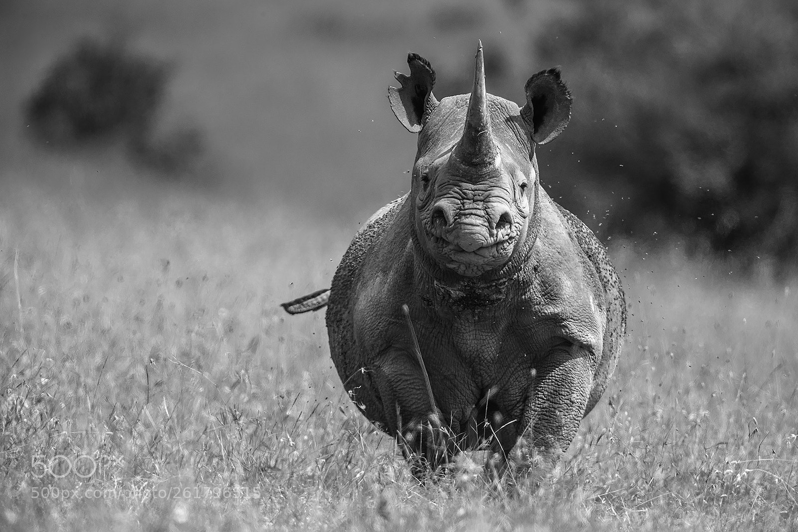 Canon EOS-1D X Mark II sample photo. Black rhino photography