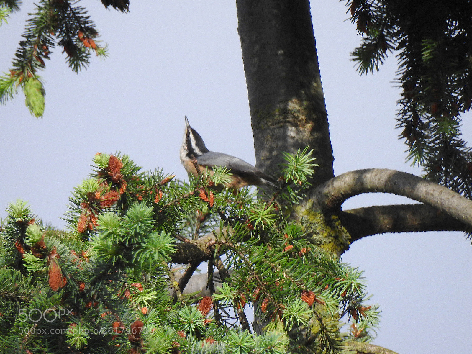 Nikon Coolpix P900 sample photo. Nuthatch photography