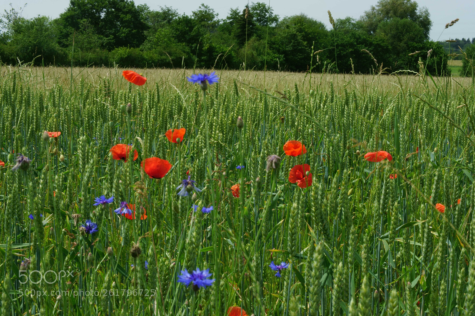 Sony a6000 + Sony DT 50mm F1.8 SAM sample photo. Es gibt sie noch photography