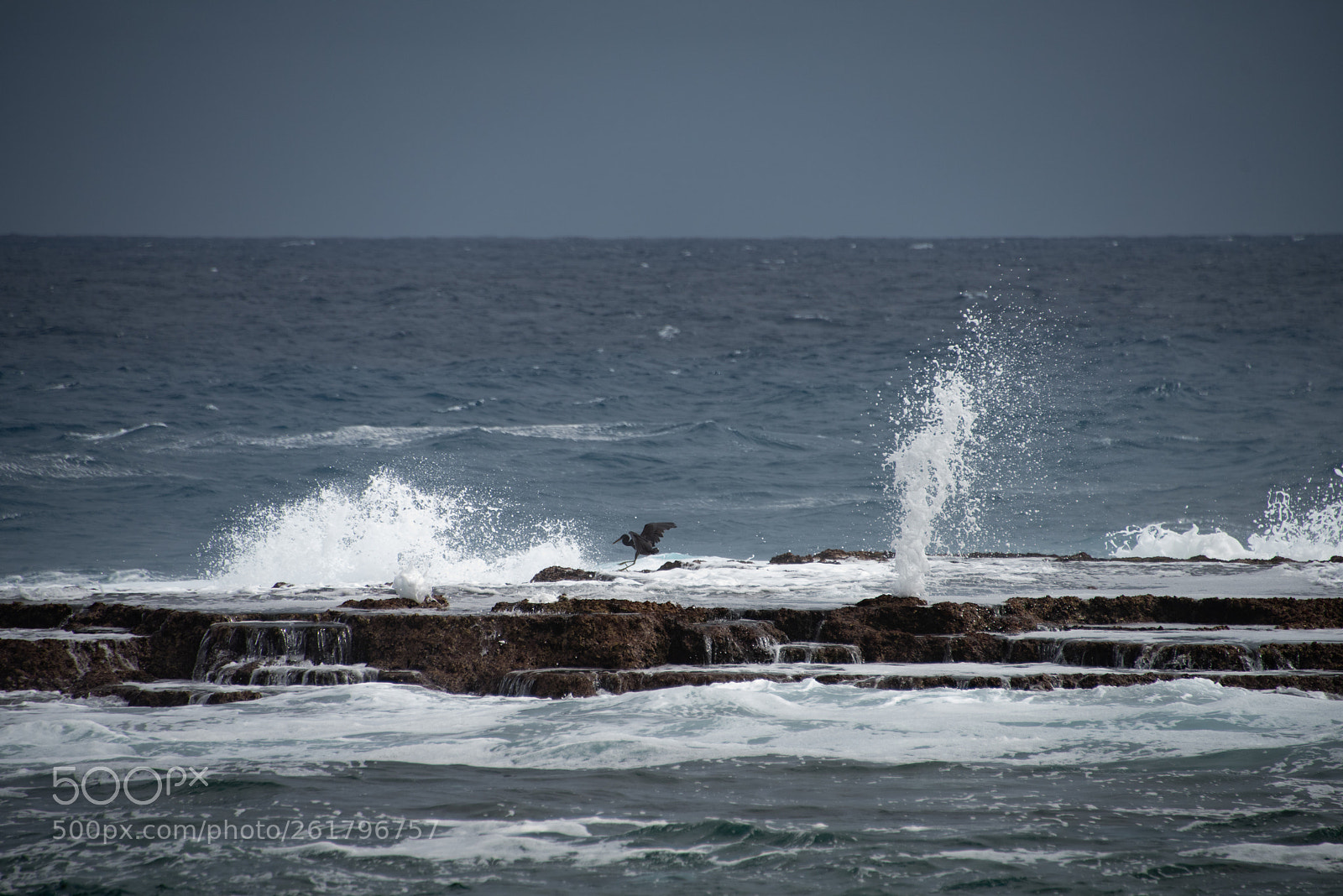 Nikon D810 sample photo. Tonga big waves -7 photography